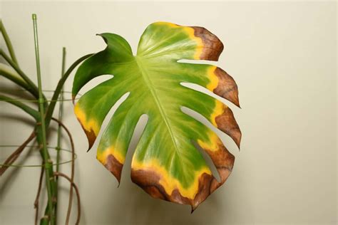 monstera turning yellow and brown|12 Reasons Your Monstera Leaves Are Turning Yellow (And How。